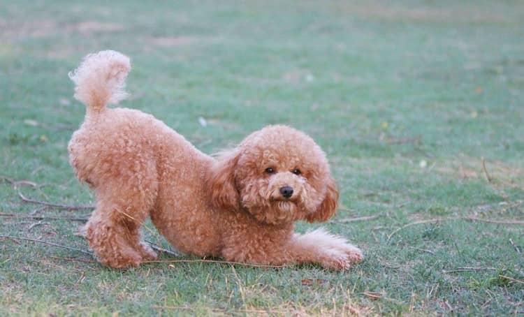 泰迪犬训练 泰迪犬专业针对训练