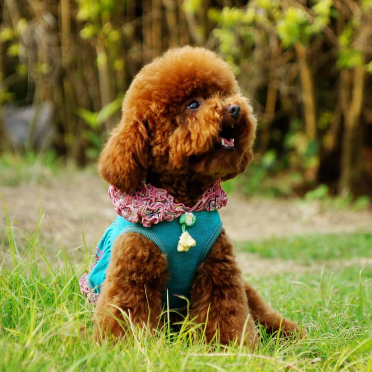 泰迪犬狗狗训练.泰迪犬的性格