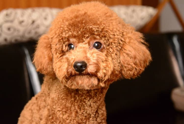 泰迪犬培训中.上海爱家宠物学校专业泰迪犬培训