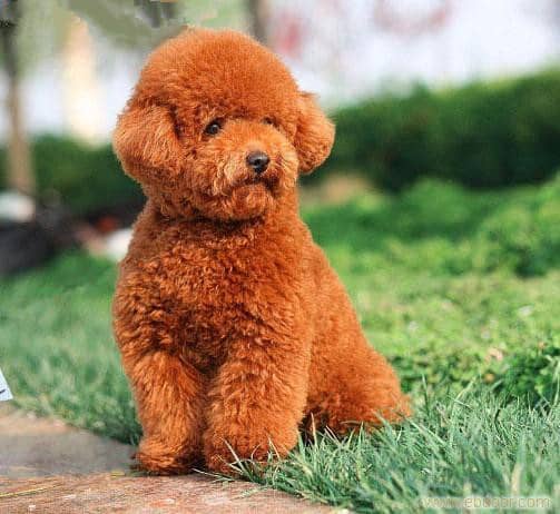 泰迪犬大小便训练 泰迪犬专业培训.