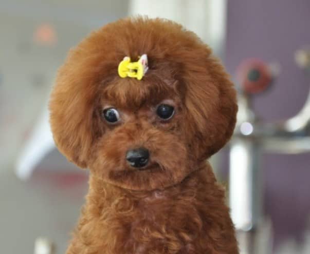 茶杯型泰迪 泰迪犬茶杯型