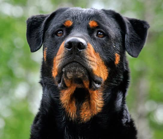 罗威纳价格 罗威纳训练.