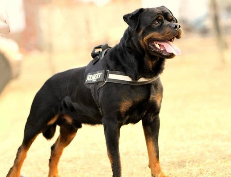 罗威纳体型 罗威纳体重 罗威纳培训.jpg