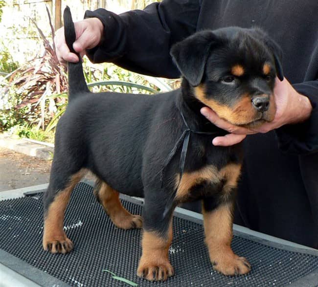 罗威纳饲养训练方法 罗威纳专业培训.