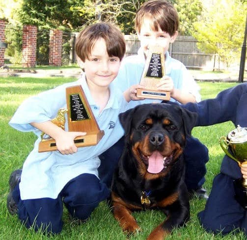 罗威纳与人相处方法 罗威纳针对训练.