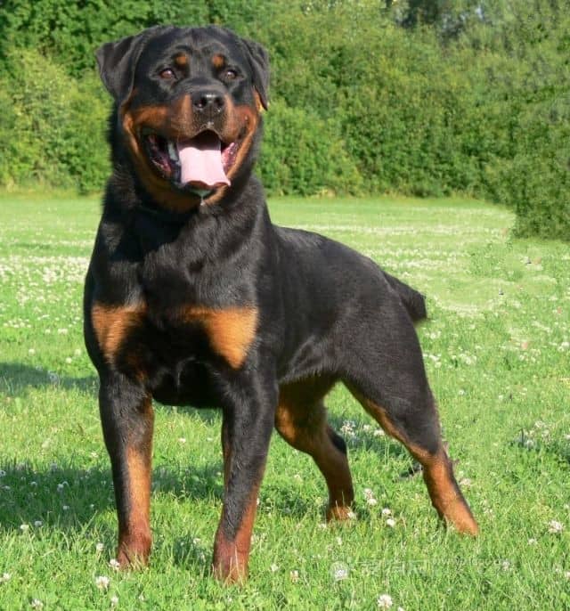 罗威纳论坛 罗威纳专业训练.