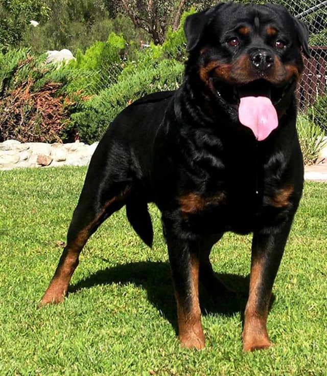 哪里有训练罗威纳 罗威纳专业针对训练中.