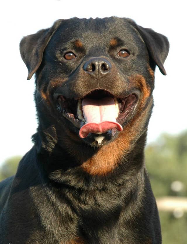 训练好的罗威纳价格 罗威纳培训过程中