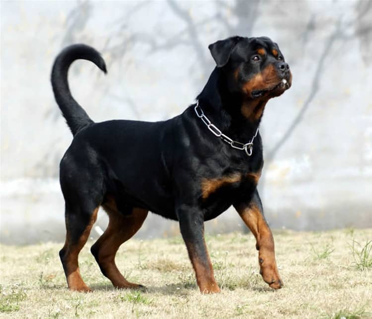 有尾巴的罗威纳犬 罗威纳专业针对培训. 有尾巴的罗威纳犬 罗威纳专业针对培训.