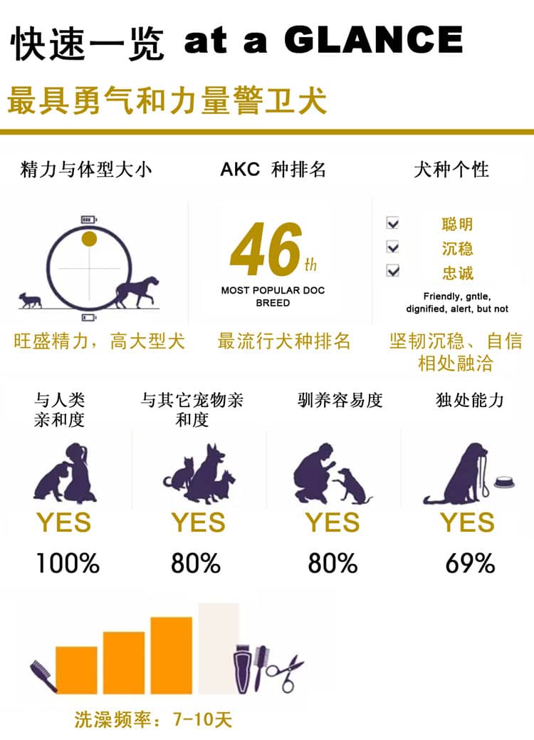 罗威纳性格介绍 罗威纳训练上海爱家宠物学校.jpg