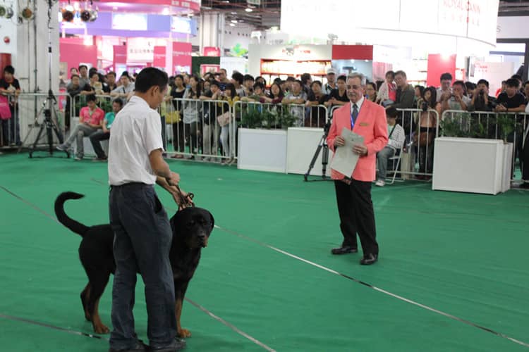 罗威纳获奖中.上海爱家训狗基地 专业罗威纳比赛训练