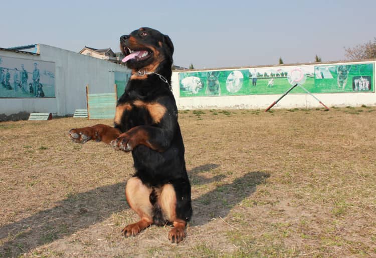 罗威纳训练精彩图片 罗威纳正在训练中.