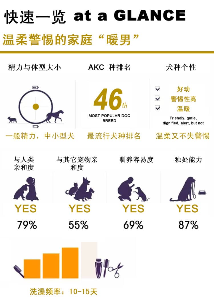 柴犬性格介绍 日本柴犬训练.jpg