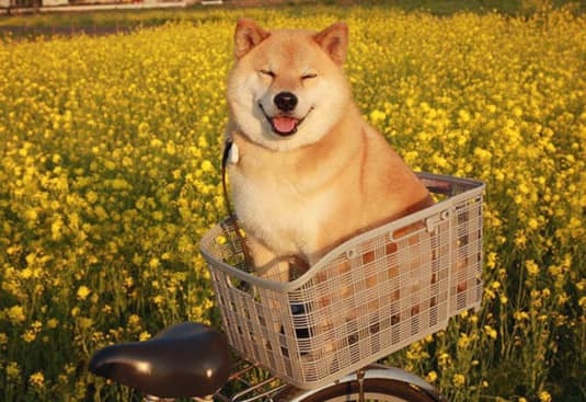 柴犬训练.日本柴犬图片