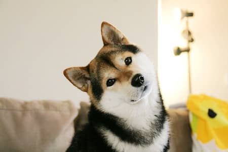 柴犬.柴犬价格 柴犬训练