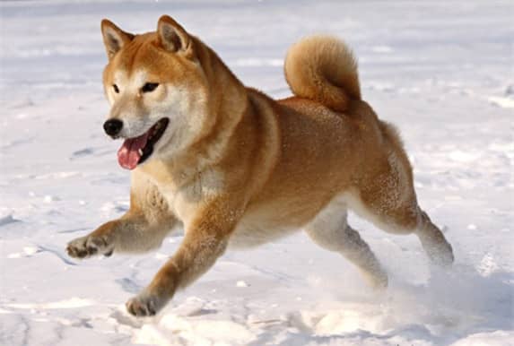 雪地柴犬 柴犬专业针对训练爱家宠物学校.jpg