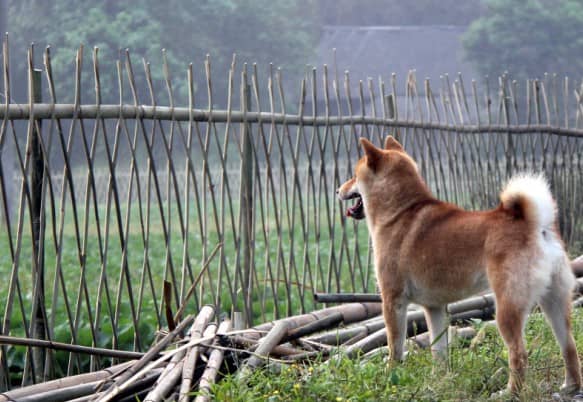 训练柴犬看家 日本柴犬训练中.jpg