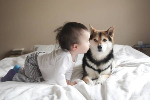 柴犬和小孩相处 日本柴犬培训.jpg