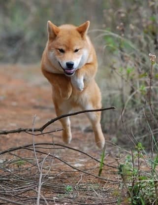 柴犬专业训练中.日本柴犬运动