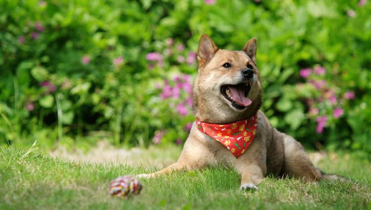 日本柴犬专业培训.柴犬生活照