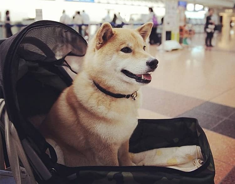 柴犬上学校 柴犬训练爱家训狗.