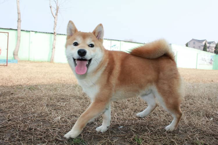 柴犬在学校表现 日本柴犬专业训练爱家狗基地.jpg