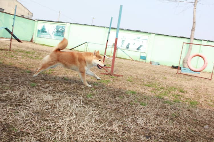 柴犬论坛 日本柴犬专业训练爱家宠物学校.jpg