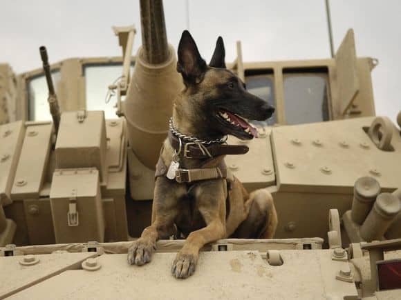 警犬马犬 马犬专业训练.