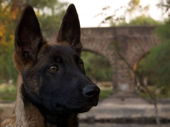 马犬训练.马犬训练图片