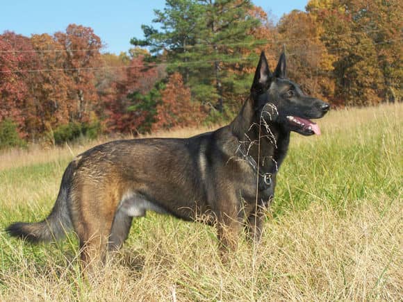 马犬训练图片 马犬专业训练爱家训狗基地.jpg