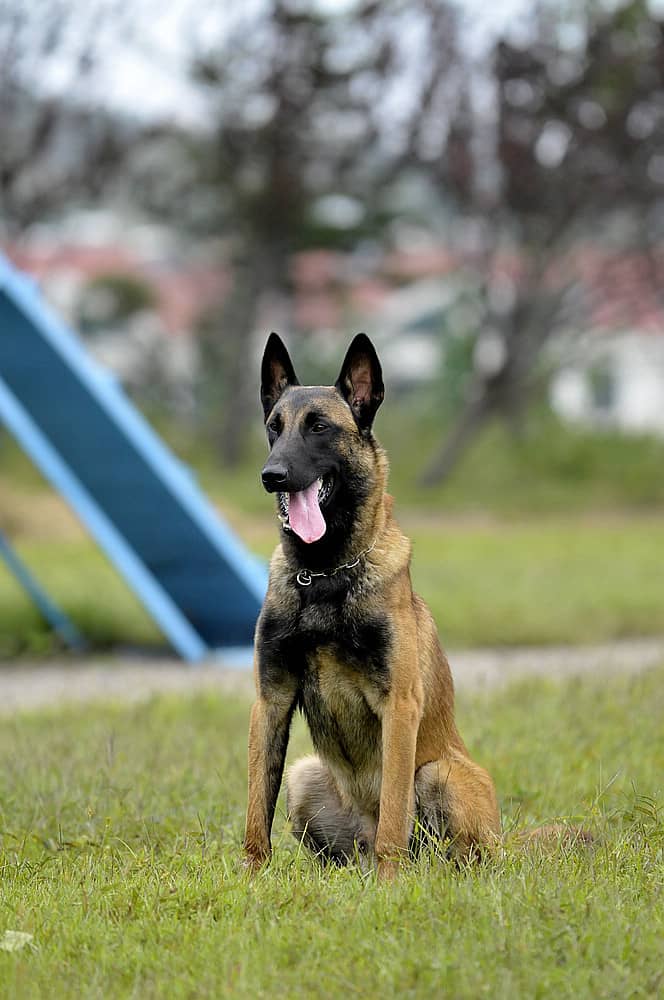 马犬培训.马犬培训表现