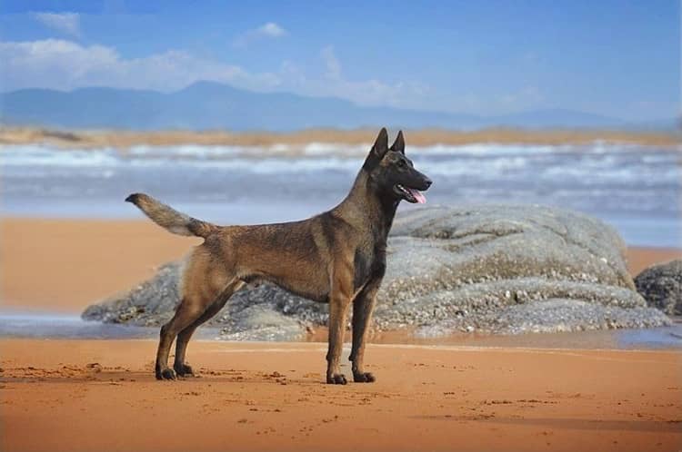 马犬狗狗训练中.马犬精彩训练