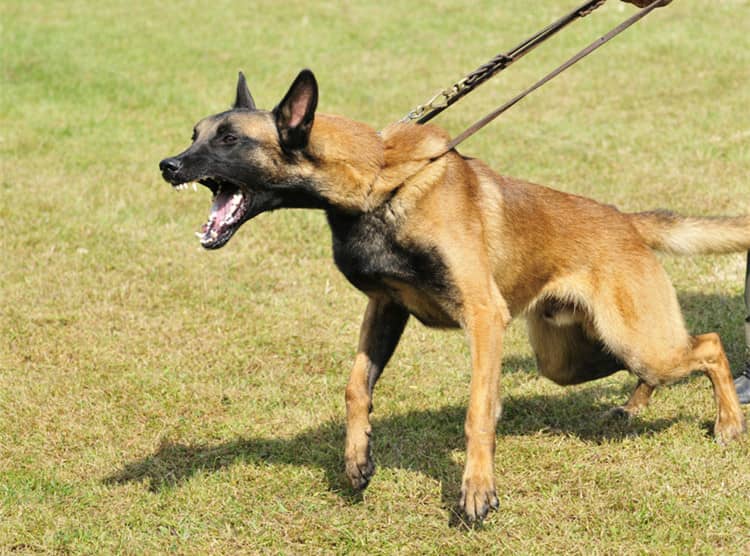 马犬训练针对性.马犬凶猛培训