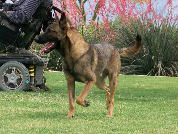 马犬训练上海宠物学校.马犬防卫训练