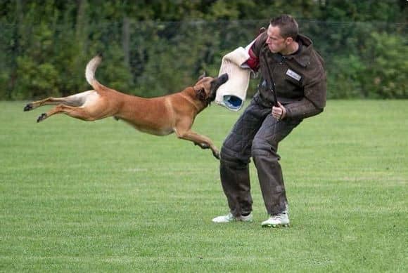 马犬训练 训狗基地.马犬攻击