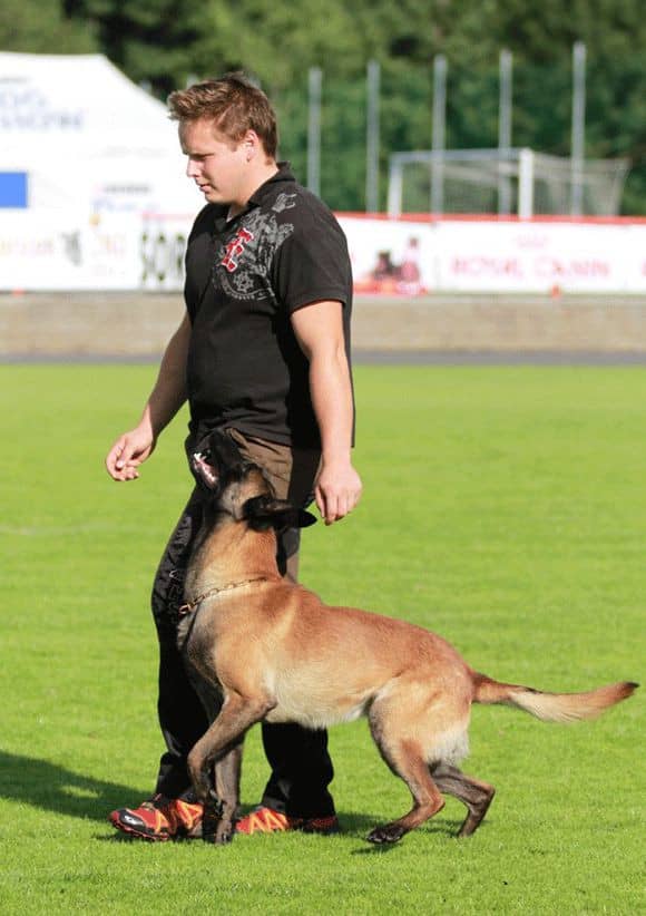 马犬训练过程中.马犬跟随训练