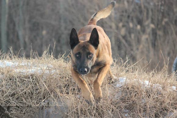马犬培训 马犬训练.马犬训练方法