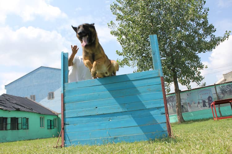 马犬通过障碍训练 上海爱家训狗基地 马犬训练.jpg