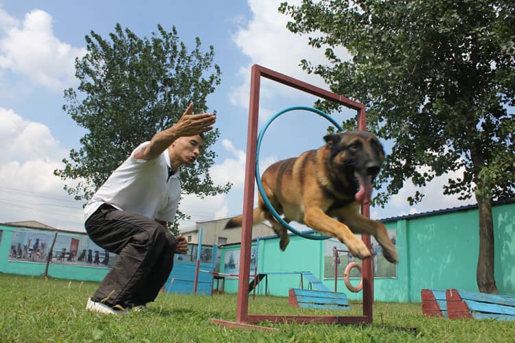 马犬敏捷训练 马犬专业培训 上海爱家宠物学校.jpg