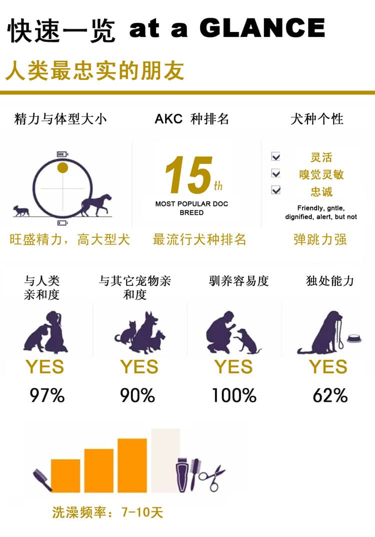 马犬性格图表 马林诺斯训练上海爱家训狗基地.jpg