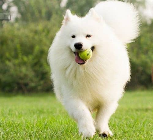 萨摩耶衔球 萨摩耶训练.jpg