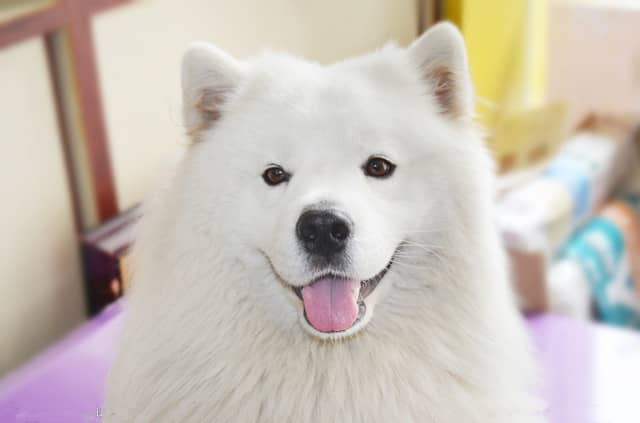 萨摩耶家里训练 萨摩耶训练训狗基地.jpg