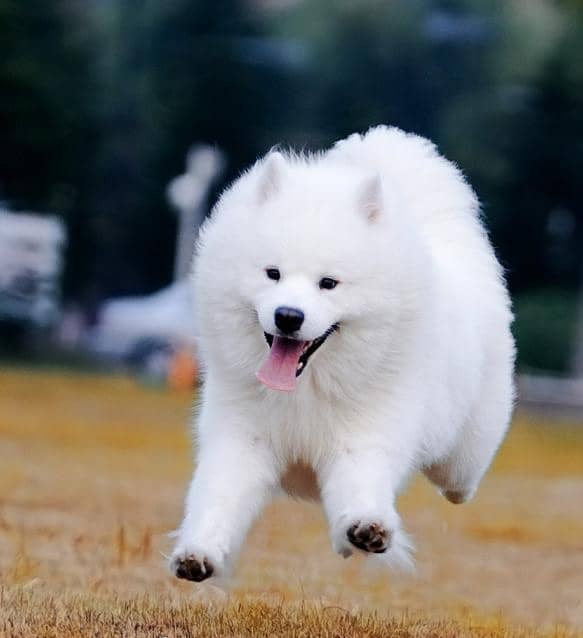 萨摩耶运动照 萨摩耶专业训练.