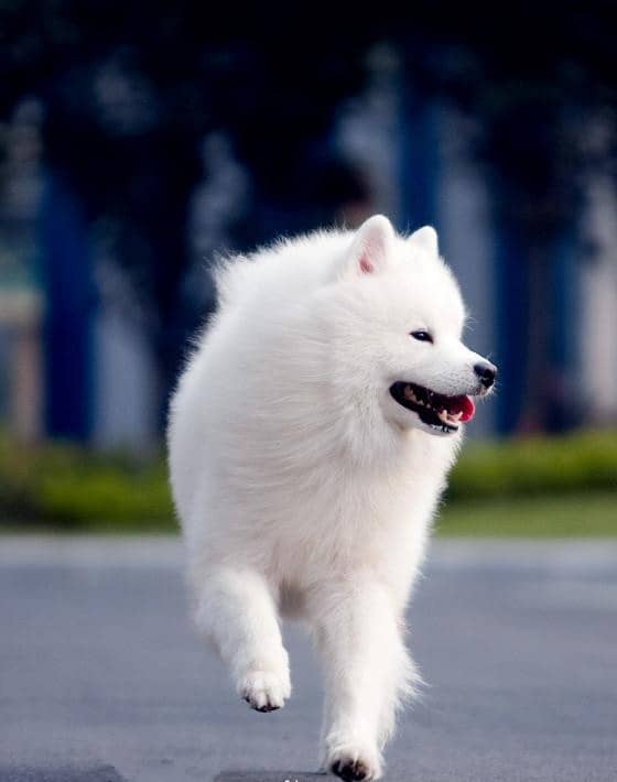 培训萨摩耶.萨摩耶活动量