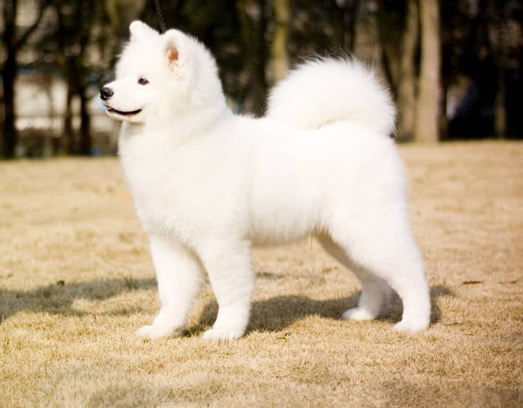 萨摩耶专业针对训练.上海爱家训狗学校