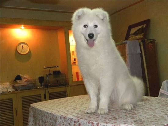 萨摩耶上床 萨摩耶训练 专业训狗基地.jpg