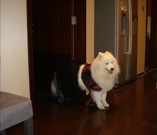 萨摩耶大小便训练 萨摩耶专业训练 宠物学校.jpg