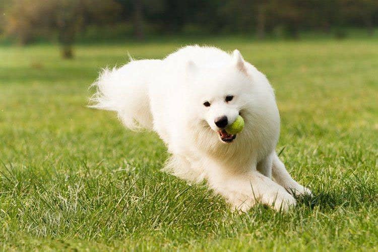 萨摩耶户外运动 萨摩耶专业训练 狗狗学校.jpg