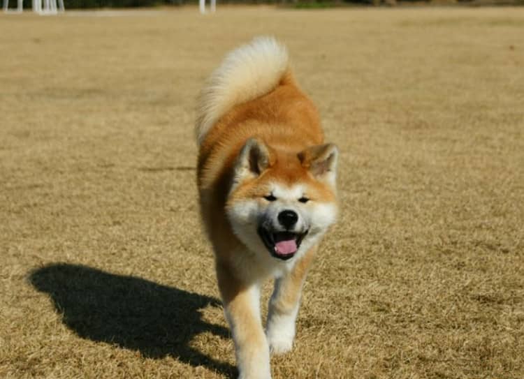 日本秋田犬训练.秋田犬训练方法