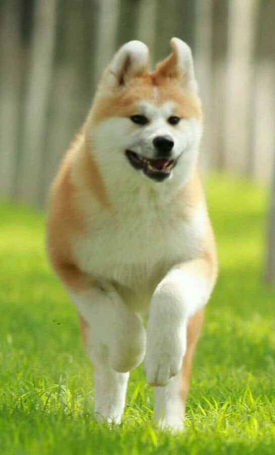 秋田犬训练狗狗学校.秋田犬小时候 